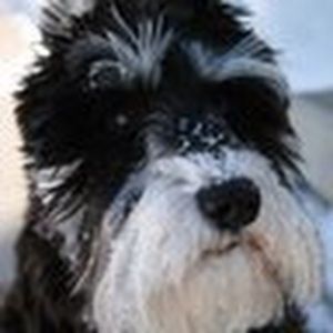 Meet your Posher, Damon